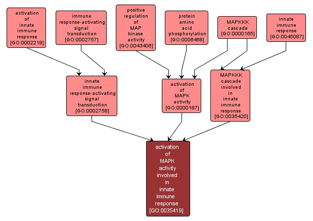 GO:0035419 - activation of MAPK activity involved in innate immune response (interactive image map)