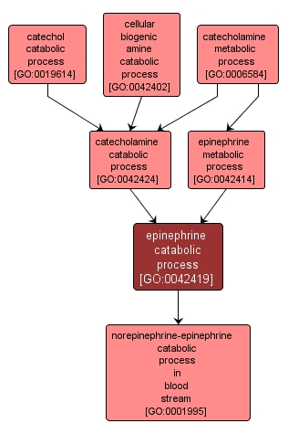 GO:0042419 - epinephrine catabolic process (interactive image map)