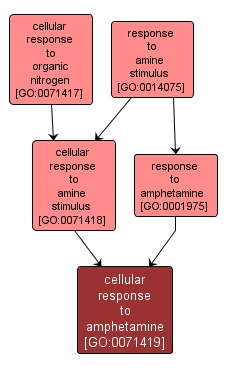 GO:0071419 - cellular response to amphetamine (interactive image map)