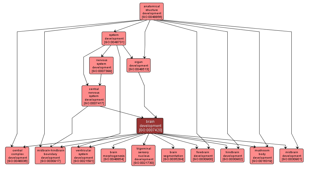 GO:0007420 - brain development (interactive image map)