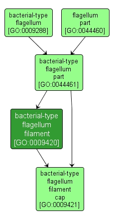 GO:0009420 - bacterial-type flagellum filament (interactive image map)