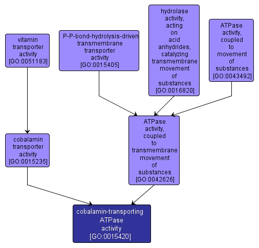 GO:0015420 - cobalamin-transporting ATPase activity (interactive image map)