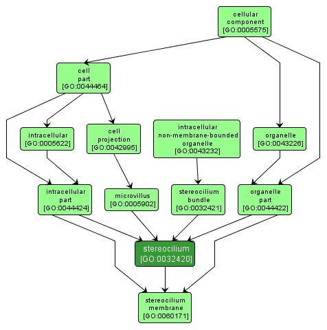GO:0032420 - stereocilium (interactive image map)