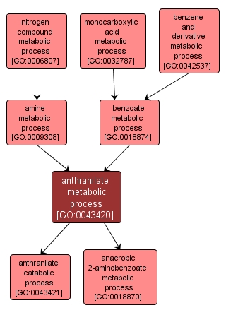 GO:0043420 - anthranilate metabolic process (interactive image map)
