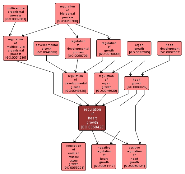 GO:0060420 - regulation of heart growth (interactive image map)