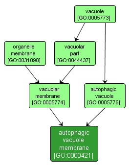 GO:0000421 - autophagic vacuole membrane (interactive image map)