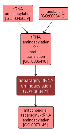 GO:0006421 - asparaginyl-tRNA aminoacylation (interactive image map)