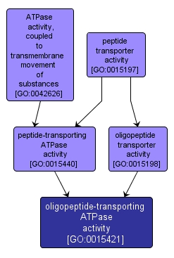 GO:0015421 - oligopeptide-transporting ATPase activity (interactive image map)