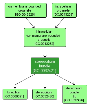 GO:0032421 - stereocilium bundle (interactive image map)