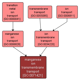 GO:0071421 - manganese ion transmembrane transport (interactive image map)