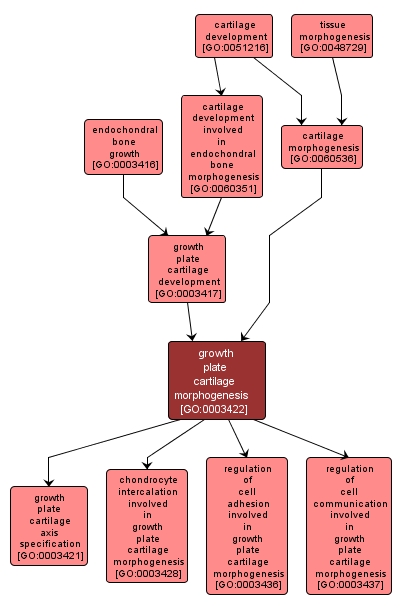 GO:0003422 - growth plate cartilage morphogenesis (interactive image map)