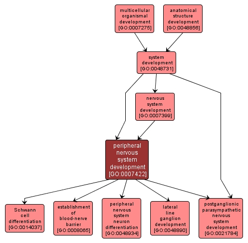 GO:0007422 - peripheral nervous system development (interactive image map)