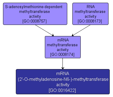 GO:0016422 - mRNA (2'-O-methyladenosine-N6-)-methyltransferase activity (interactive image map)