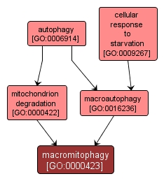 GO:0000423 - macromitophagy (interactive image map)