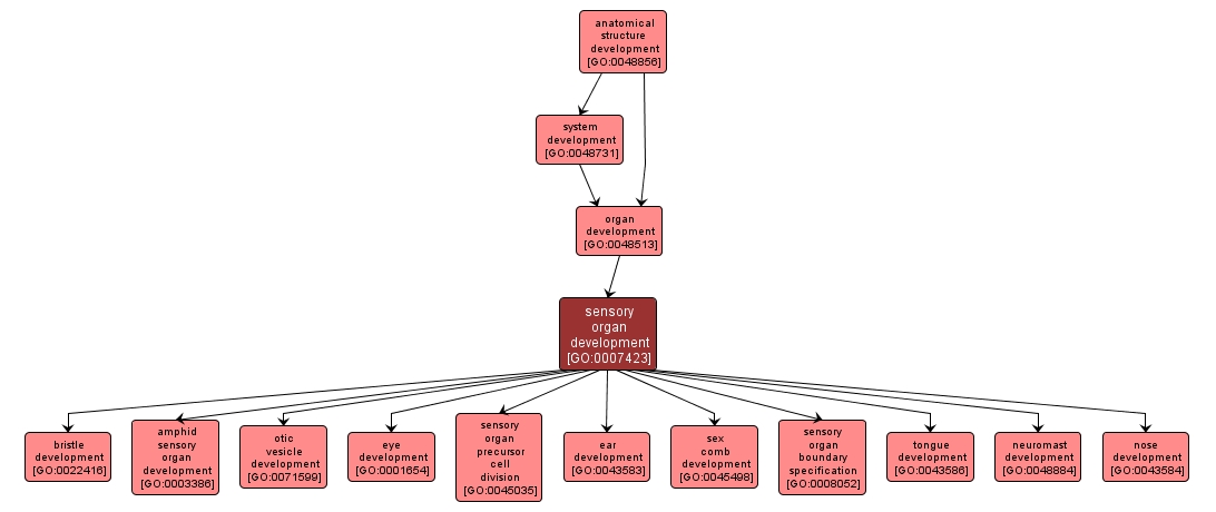 GO:0007423 - sensory organ development (interactive image map)