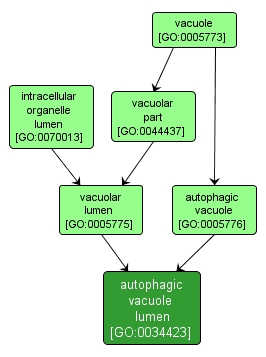 GO:0034423 - autophagic vacuole lumen (interactive image map)