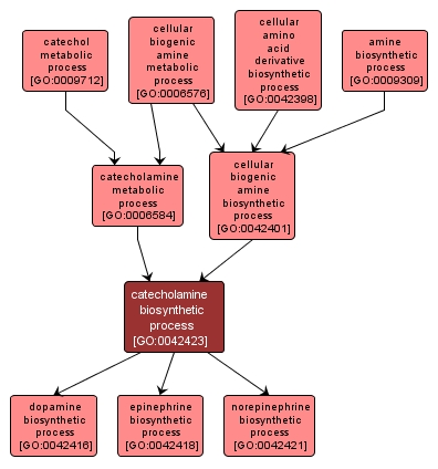 GO:0042423 - catecholamine biosynthetic process (interactive image map)