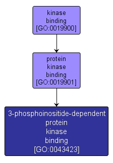 GO:0043423 - 3-phosphoinositide-dependent protein kinase binding (interactive image map)