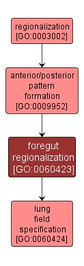 GO:0060423 - foregut regionalization (interactive image map)