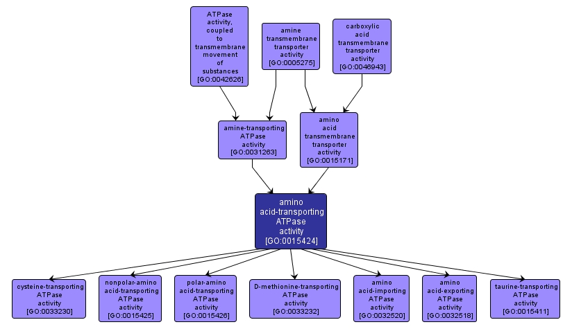 GO:0015424 - amino acid-transporting ATPase activity (interactive image map)