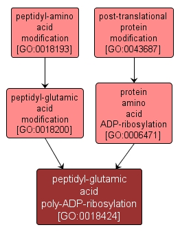 GO:0018424 - peptidyl-glutamic acid poly-ADP-ribosylation (interactive image map)