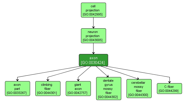 GO:0030424 - axon (interactive image map)