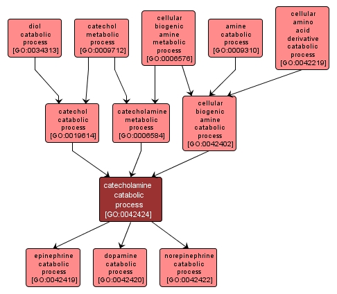 GO:0042424 - catecholamine catabolic process (interactive image map)