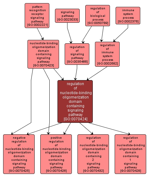 GO:0070424 - regulation of nucleotide-binding oligomerization domain containing signaling pathway (interactive image map)