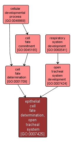 GO:0007425 - epithelial cell fate determination, open tracheal system (interactive image map)