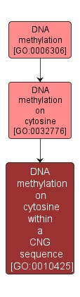 GO:0010425 - DNA methylation on cytosine within a CNG sequence (interactive image map)