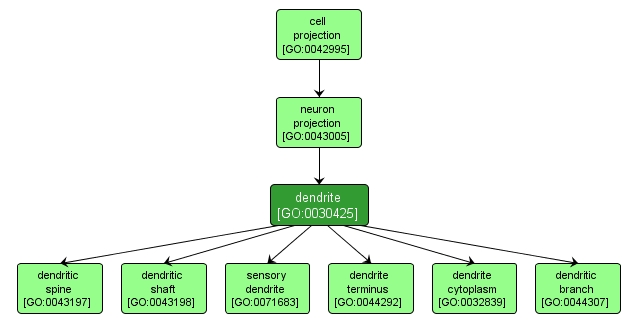 GO:0030425 - dendrite (interactive image map)