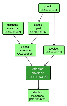 GO:0034425 - etioplast envelope (interactive image map)