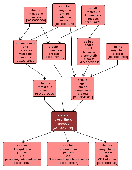 GO:0042425 - choline biosynthetic process (interactive image map)