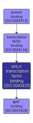 GO:0043425 - bHLH transcription factor binding (interactive image map)