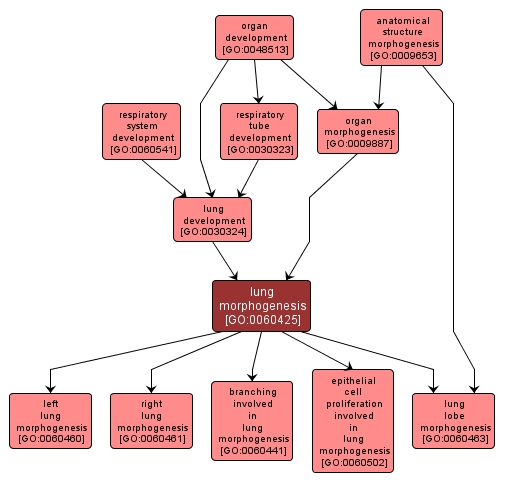 GO:0060425 - lung morphogenesis (interactive image map)