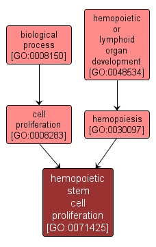 GO:0071425 - hemopoietic stem cell proliferation (interactive image map)