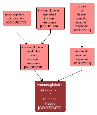 GO:0002426 - immunoglobulin production in mucosal tissue (interactive image map)