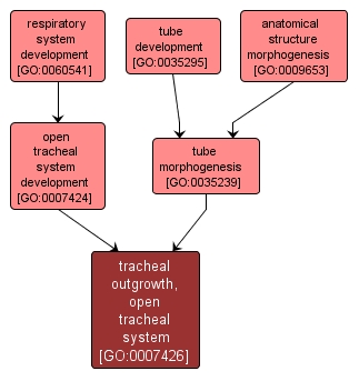 GO:0007426 - tracheal outgrowth, open tracheal system (interactive image map)