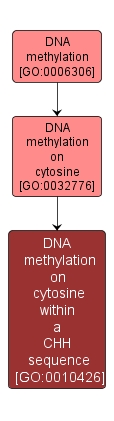 GO:0010426 - DNA methylation on cytosine within a CHH sequence (interactive image map)