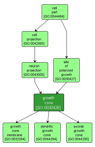 GO:0030426 - growth cone (interactive image map)