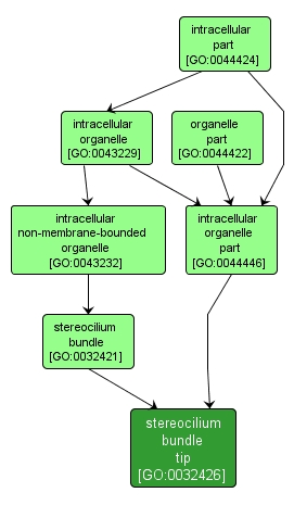GO:0032426 - stereocilium bundle tip (interactive image map)