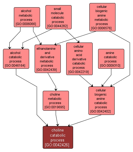 GO:0042426 - choline catabolic process (interactive image map)