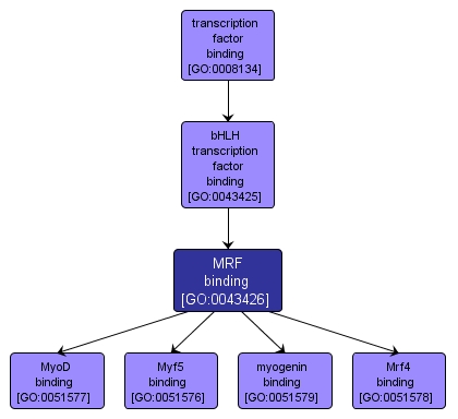 GO:0043426 - MRF binding (interactive image map)