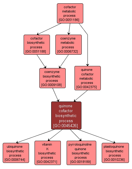 GO:0045426 - quinone cofactor biosynthetic process (interactive image map)