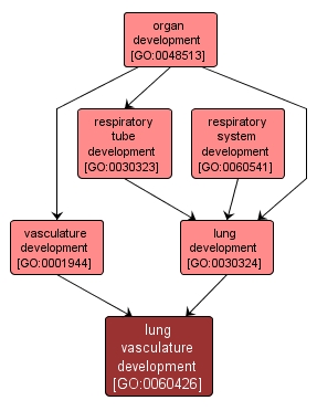 GO:0060426 - lung vasculature development (interactive image map)