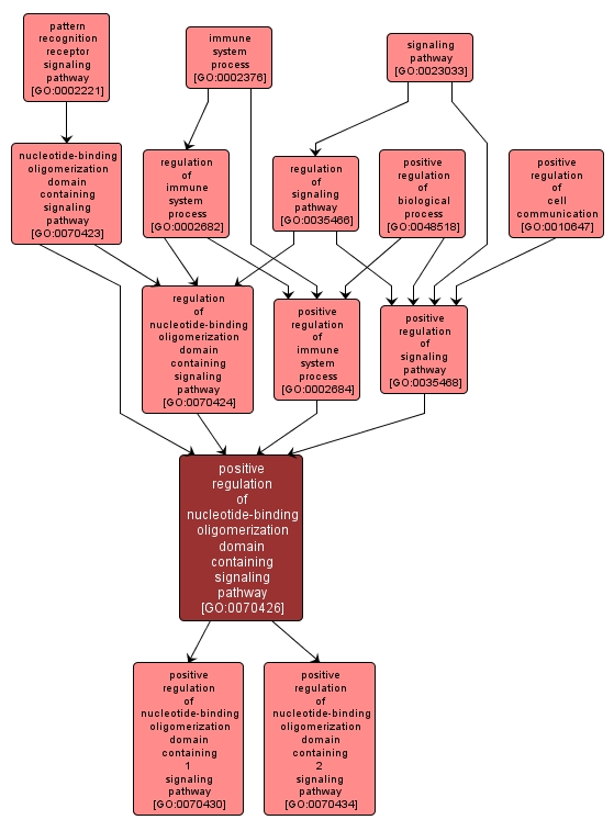 GO:0070426 - positive regulation of nucleotide-binding oligomerization domain containing signaling pathway (interactive image map)