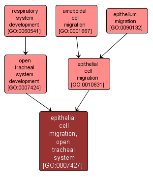 GO:0007427 - epithelial cell migration, open tracheal system (interactive image map)