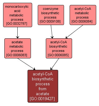 GO:0019427 - acetyl-CoA biosynthetic process from acetate (interactive image map)