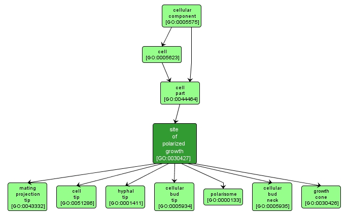 GO:0030427 - site of polarized growth (interactive image map)