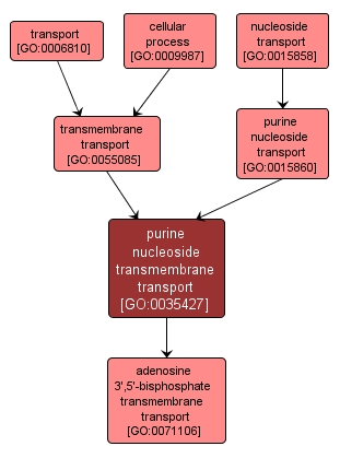 GO:0035427 - purine nucleoside transmembrane transport (interactive image map)
